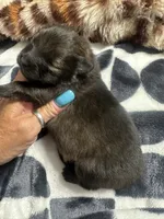 ☆ Chief AKC ☆, a female Pomeranian for sale in Bentonville, AR – 6 of 8