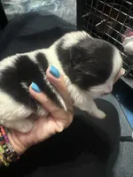 ☆ Smunki ☆ AKC ☆, a female Pomeranian for sale in Bentonville, AR – 5 of 6