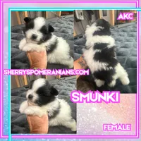 ☆ Smunki ☆ AKC ☆, a female Pomeranian for sale in Bentonville, AR – 3 of 6