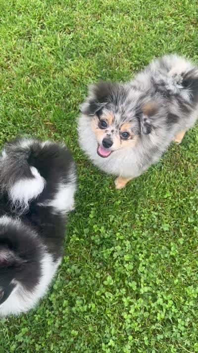AKC☆ Woff, a male Pomeranian for sale in Bentonville, AR – 10 of 10