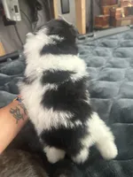 ☆ Smunki ☆ AKC ☆, a female Pomeranian for sale in Bentonville, AR – 2 of 6