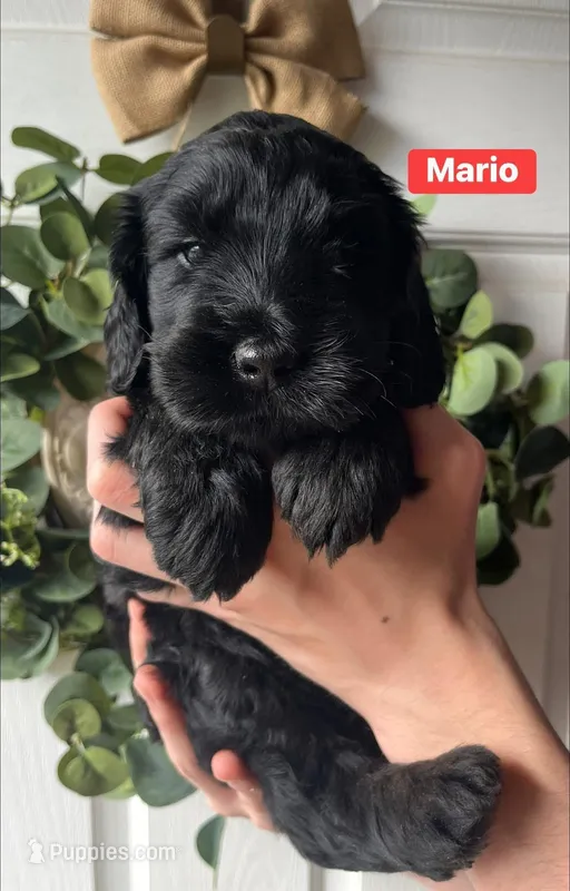 Mario – Goldendoodle, Double Doodle puppy for sale in Moravian Falls, NC