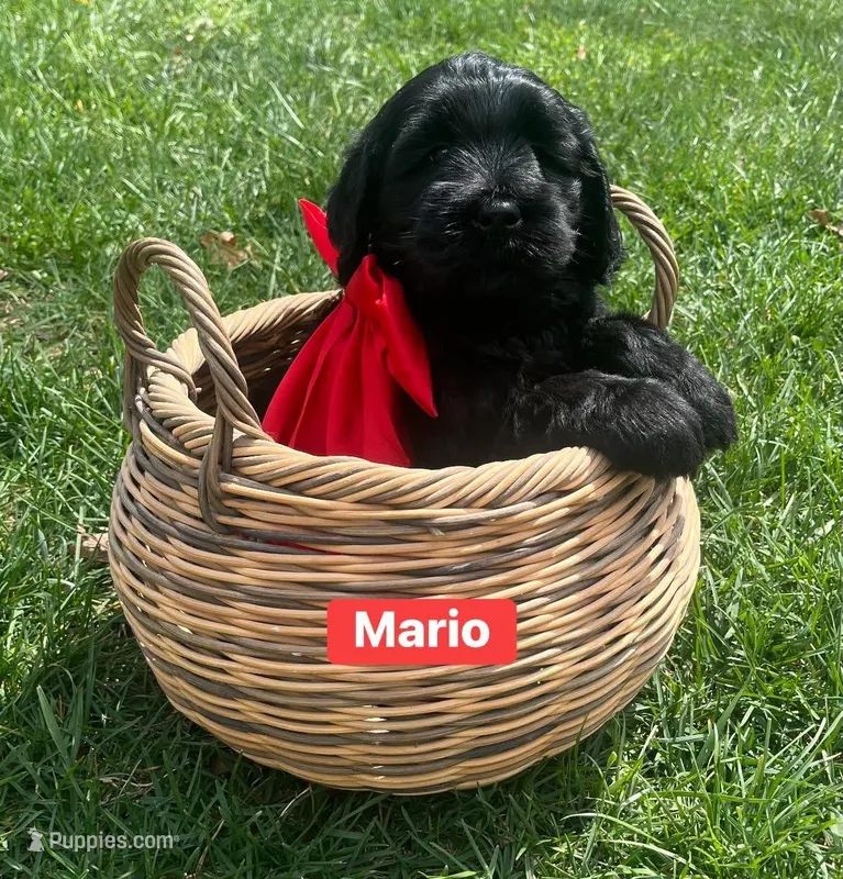 Mario – Goldendoodle, Double Doodle puppy for sale in Moravian Falls, NC