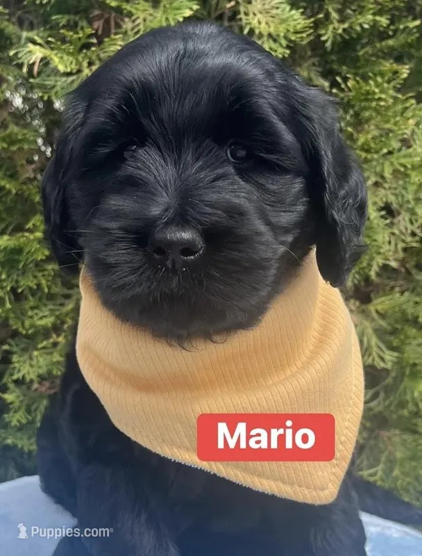 Mario – Goldendoodle, Double Doodle puppy for sale in Moravian Falls, NC