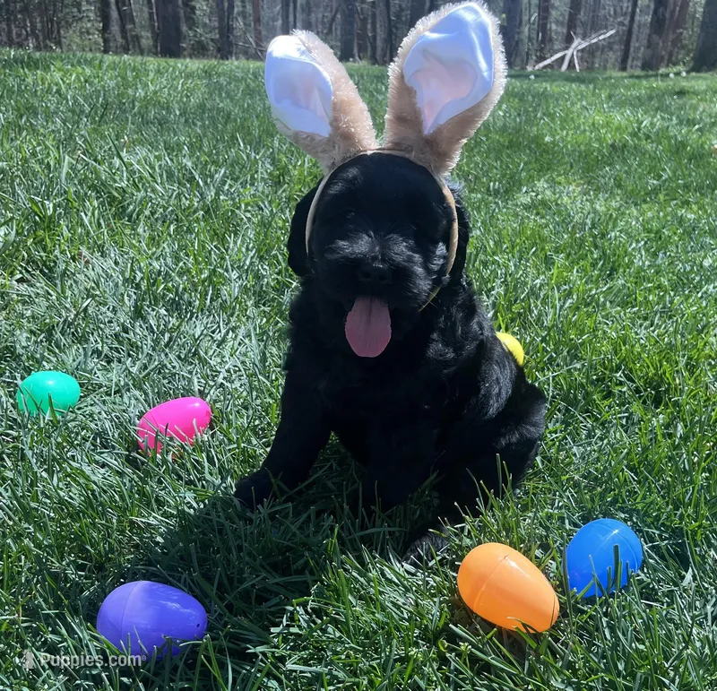 Mario – Goldendoodle, Double Doodle puppy for sale in Moravian Falls, NC