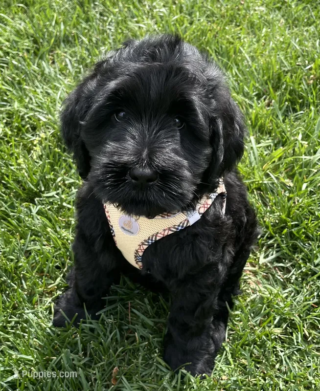 Mario – Goldendoodle, Double Doodle puppy for sale in Moravian Falls, NC