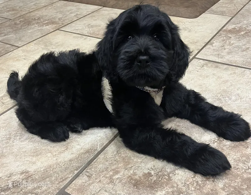 Mario – Goldendoodle, Double Doodle puppy for sale in Moravian Falls, NC