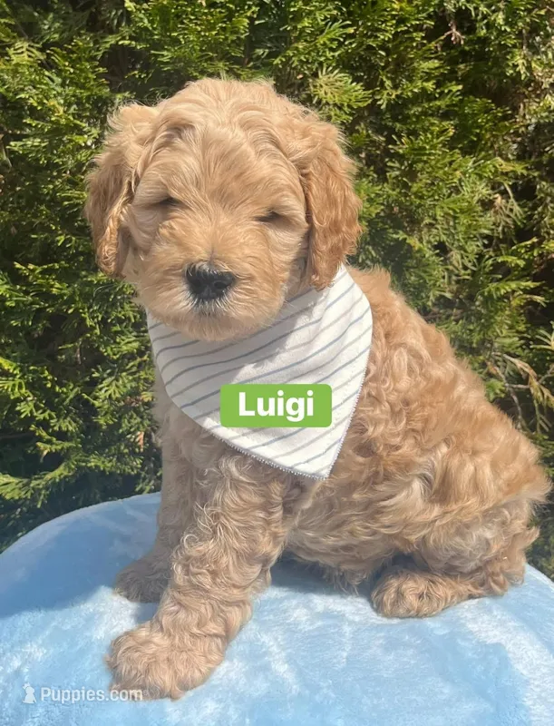 Luigi – Goldendoodle, Double Doodle puppy on hold in Moravian Falls, NC