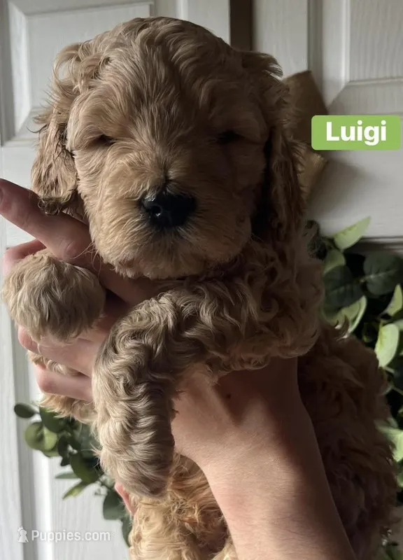 Luigi – Goldendoodle, Double Doodle puppy for sale in Moravian Falls, NC