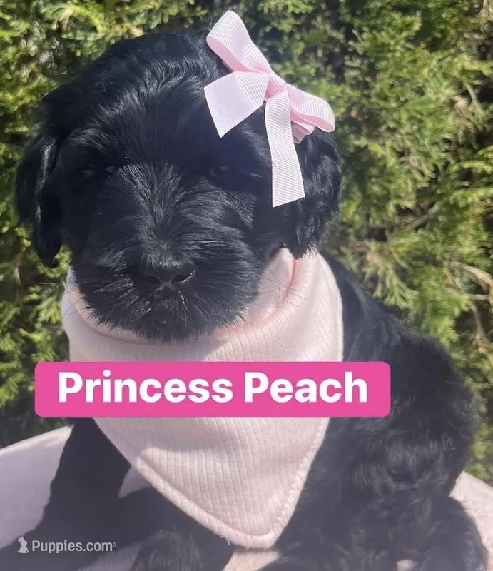 Princess Peach – Goldendoodle, Double Doodle puppy for sale in Moravian Falls, NC