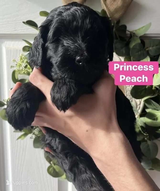 Princess Peach – Goldendoodle, Double Doodle puppy for sale in Moravian Falls, NC
