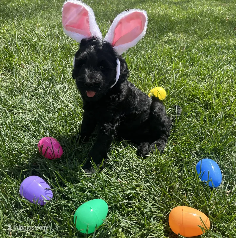 Princess Peach – Goldendoodle, Double Doodle puppy for sale in Moravian Falls, NC