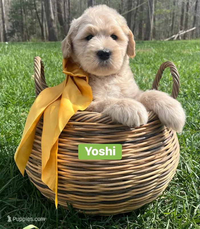 Yoshi  – Goldendoodle, Double Doodle puppy for sale in Moravian Falls, NC
