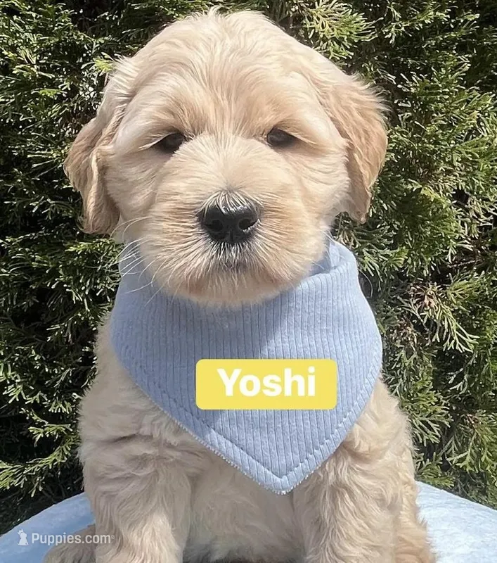 Yoshi  – Goldendoodle, Double Doodle puppy for sale in Moravian Falls, NC