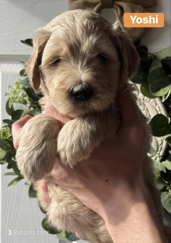 Yoshi  – Goldendoodle, Double Doodle puppy for sale in Moravian Falls, NC