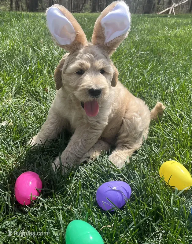 Yoshi  – Goldendoodle, Double Doodle puppy for sale in Moravian Falls, NC
