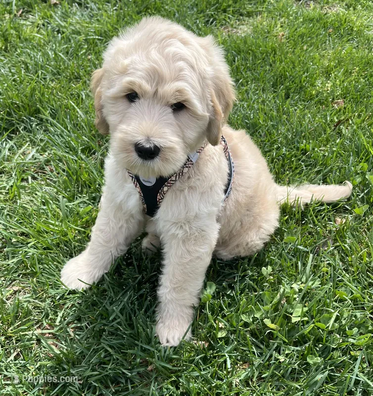 Yoshi  – Goldendoodle, Double Doodle puppy for sale in Moravian Falls, NC