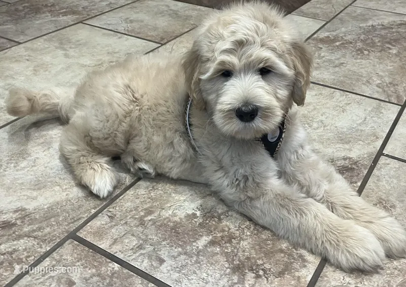 Yoshi  – Goldendoodle, Double Doodle puppy for sale in Moravian Falls, NC