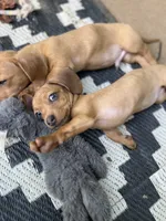 Peaches , a female Miniature Dachshund for sale in Acworth, GA – 2 of 3