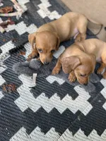 Piglet , a male Miniature Dachshund for sale in Acworth, GA – 2 of 2