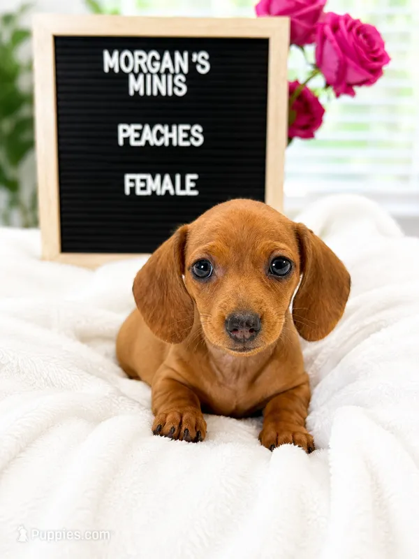 Peaches  – Miniature Dachshund puppy for sale in Acworth, GA