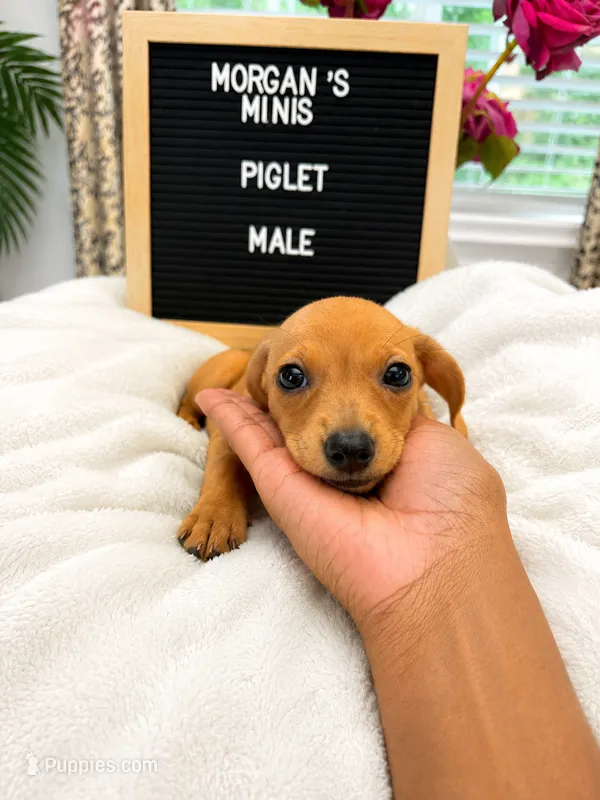 Piglet  – Miniature Dachshund puppy for sale in Acworth, GA