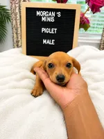 Piglet , a male Miniature Dachshund for sale in Acworth, GA – 1 of 2
