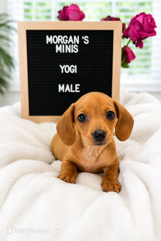 Yogi – Miniature Dachshund puppy for sale in Acworth, GA