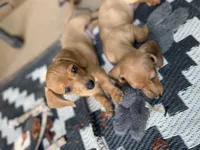 Yogi, a male Miniature Dachshund for sale in Acworth, GA – 2 of 2