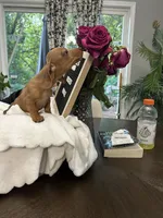 Peaches , a female Miniature Dachshund for sale in Acworth, GA – 3 of 3