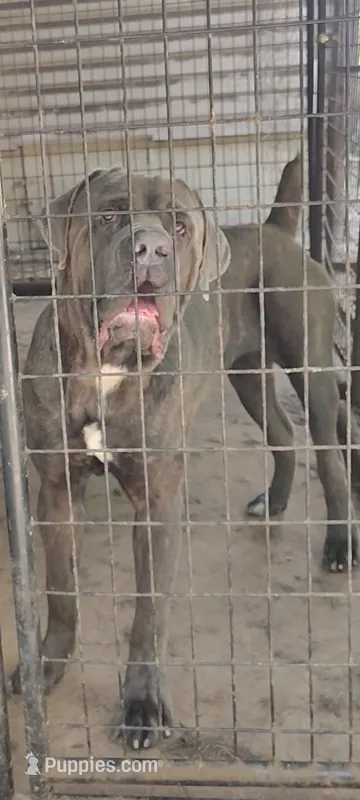 Belushi  – Cane Corso puppy for sale in Interlachen, FL