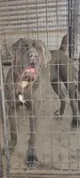 Belushi , a male Cane Corso for sale in Interlachen, FL – 1 of 2