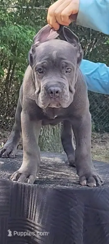 Luciano  – Cane Corso puppy for sale in Interlachen, FL