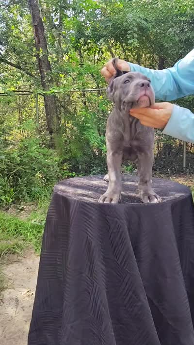 Gina, a female Cane Corso for sale in Interlachen, FL – 3 of 3