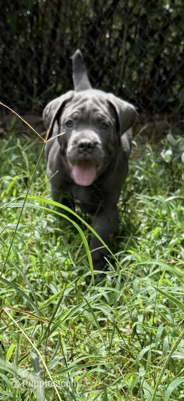 Caramella  – Cane Corso puppy for sale in Interlachen, FL
