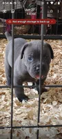 Alfonso , a male Cane Corso for sale in Interlachen, FL – 1 of 1