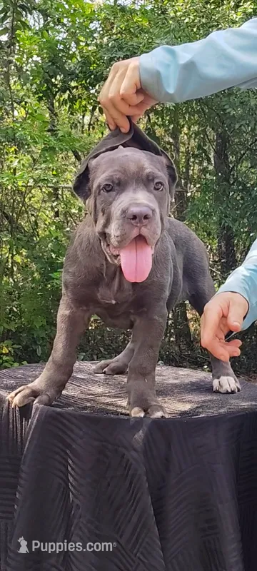Vicki – Cane Corso puppy for sale in Interlachen, FL