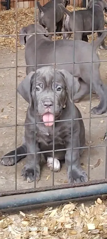 Gina  – Cane Corso puppy for sale in Interlachen, FL