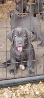 Gina , a female Cane Corso for sale in Interlachen, FL – 1 of 1