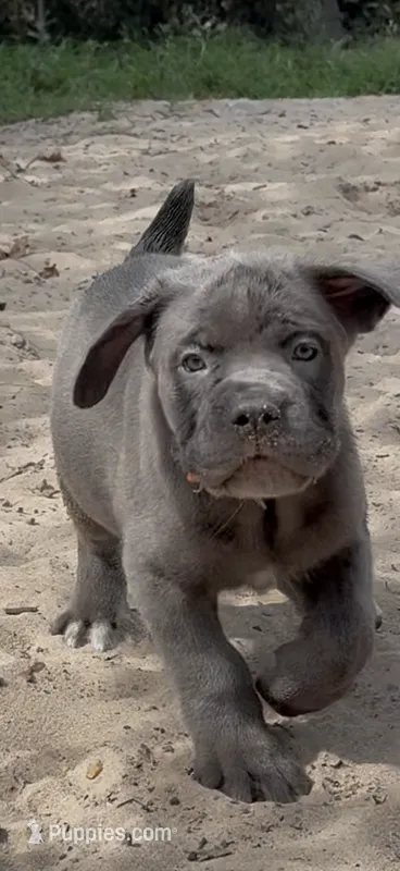 Caramella  – Cane Corso puppy for sale in Interlachen, FL