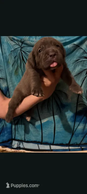 Caramella  – Cane Corso puppy for sale in Interlachen, FL