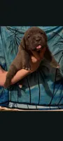 Caramella , a female Cane Corso for sale in Interlachen, FL – 1 of 1