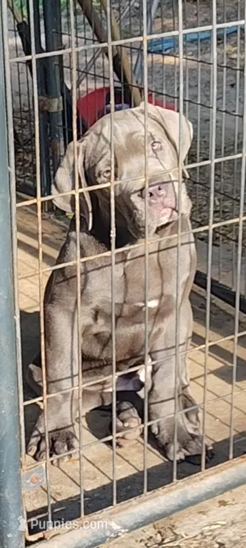Luciano  – Cane Corso puppy for sale in Interlachen, FL