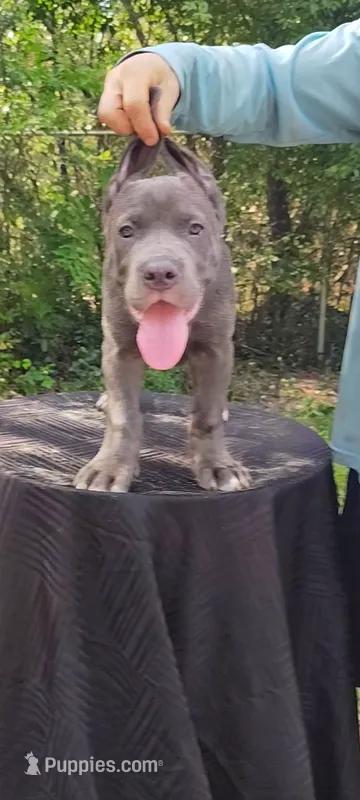 Gina – Cane Corso puppy for sale in Interlachen, FL