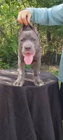 Gina, a female Cane Corso for sale in Interlachen, FL – 1 of 3