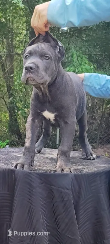 Sunny  – Cane Corso puppy for sale in Interlachen, FL