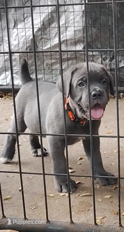 Caramella  – Cane Corso puppy for sale in Interlachen, FL