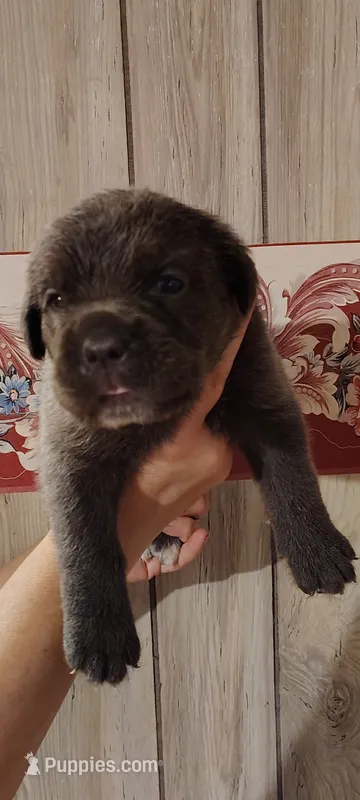 Caramella  – Cane Corso puppy for sale in Interlachen, FL