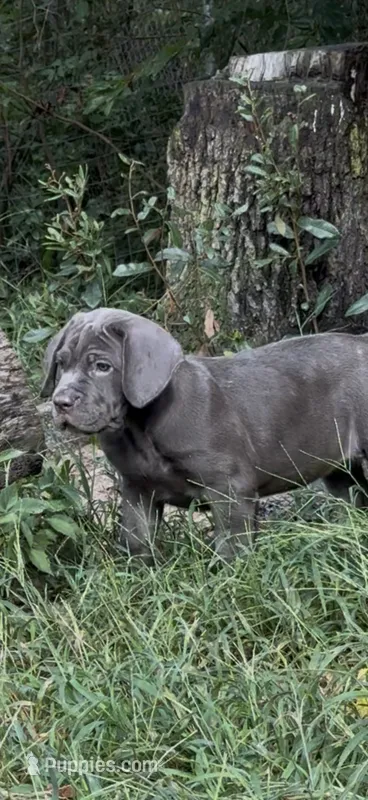 Vicki – Cane Corso puppy for sale in Interlachen, FL