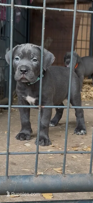 Sunny  – Cane Corso puppy for sale in Interlachen, FL